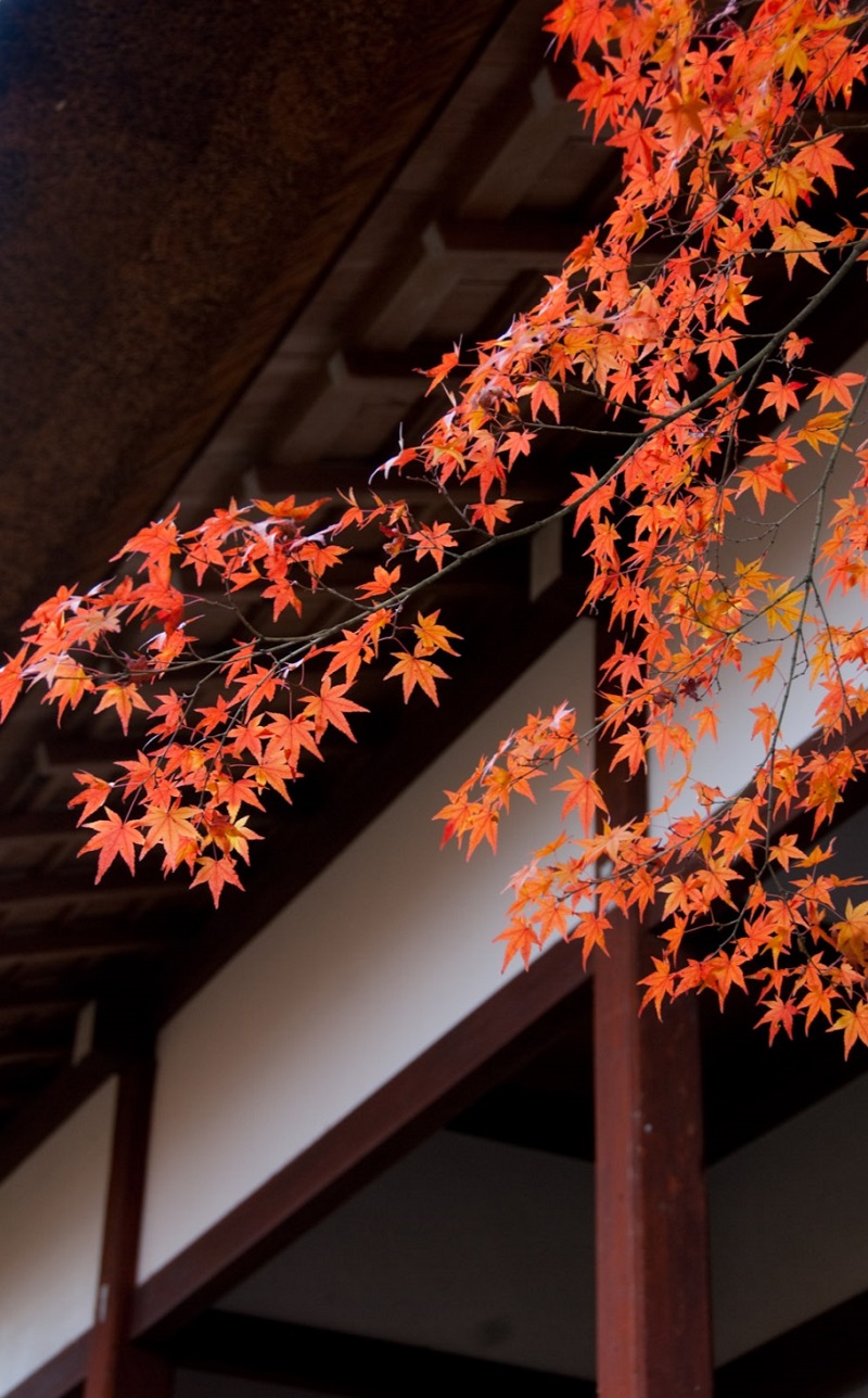 momiji, colored leaves in Kyoto